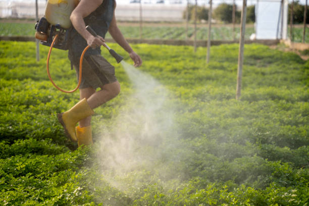 Best Local Pest Control Services  in Kenner, LA